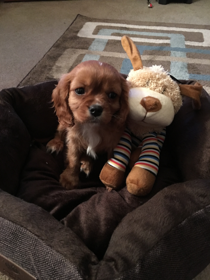 Petite Cavalier King Charles Spaniel Purebred Pup