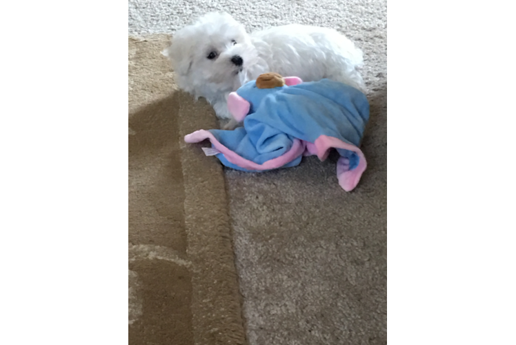 Hypoallergenic Maltese Baby