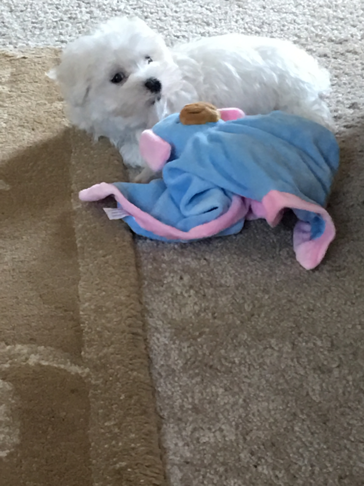 Happy Maltese Purebred Pup