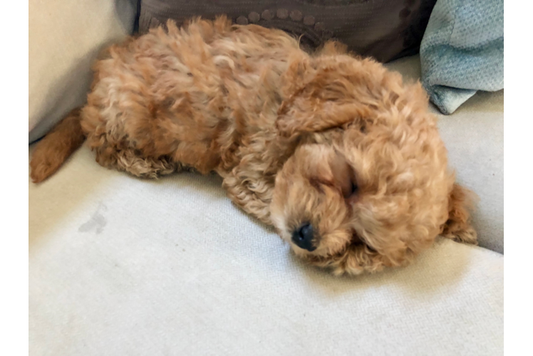 Adorable Cavoodle Poodle Mix Puppy