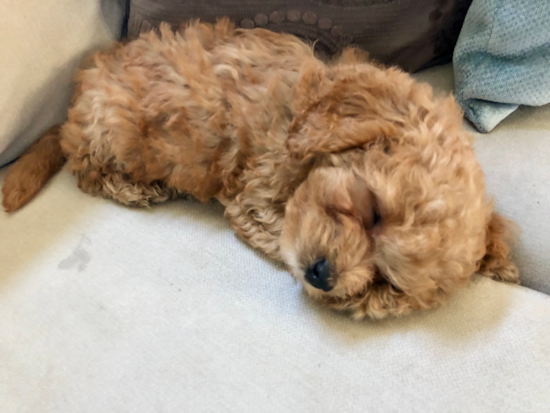 Playful Cavoodle Poodle Mix Pup