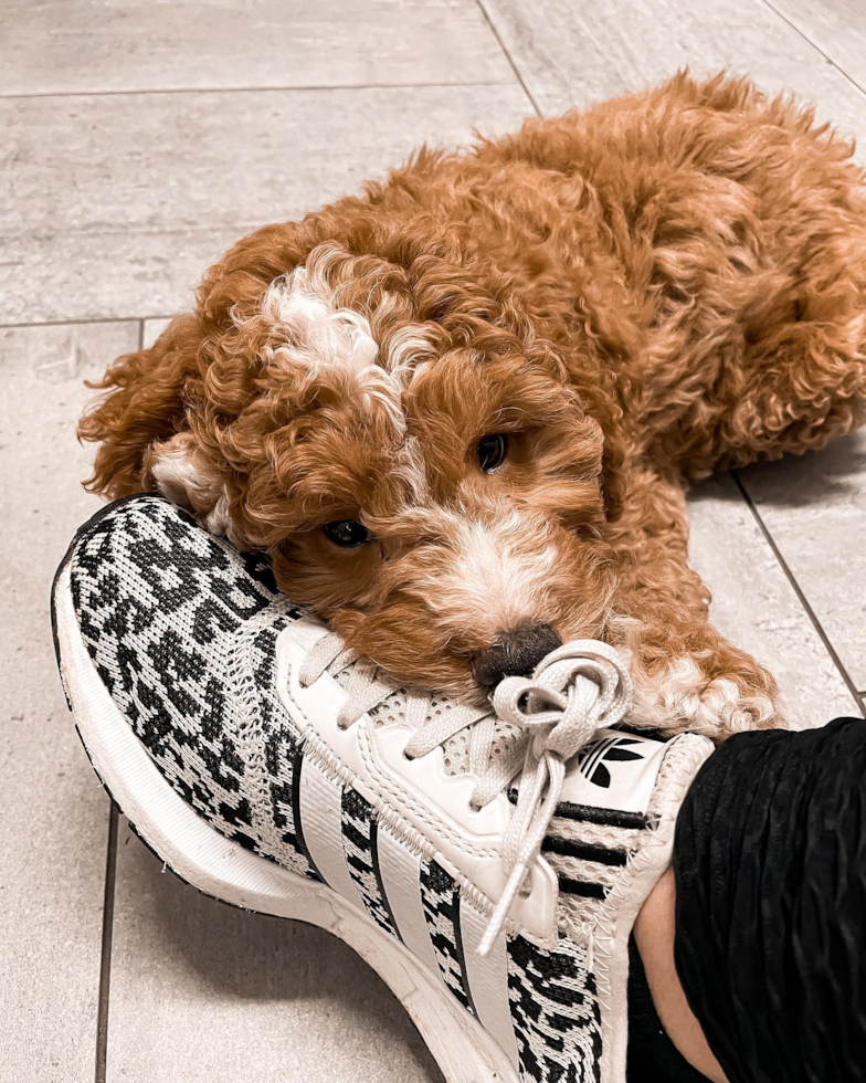 Small Mini Goldendoodle Pup