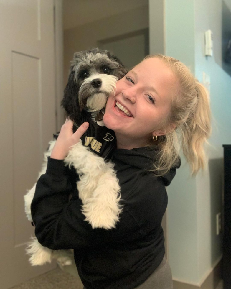 Fluffy Cavapoo Poodle Mix Pup