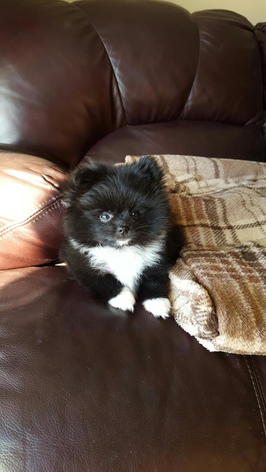 Best Pomeranian Baby