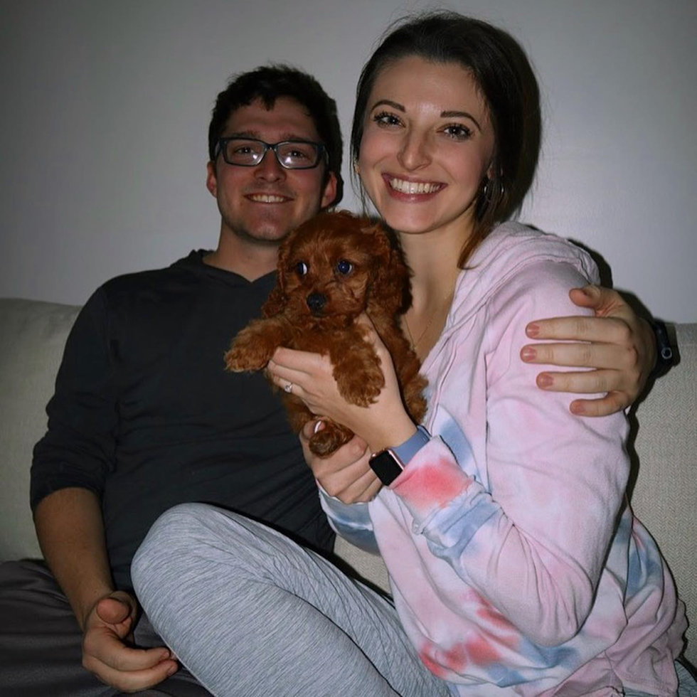 Coolville Cavapoo Pup