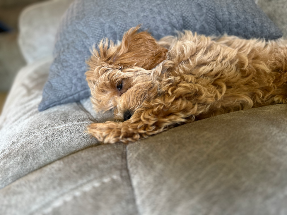 Hypoallergenic Maltese Poodle Poodle Mix Pup