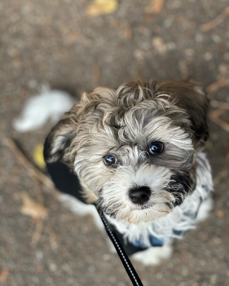 Hypoallergenic Havanese Purebred Pup