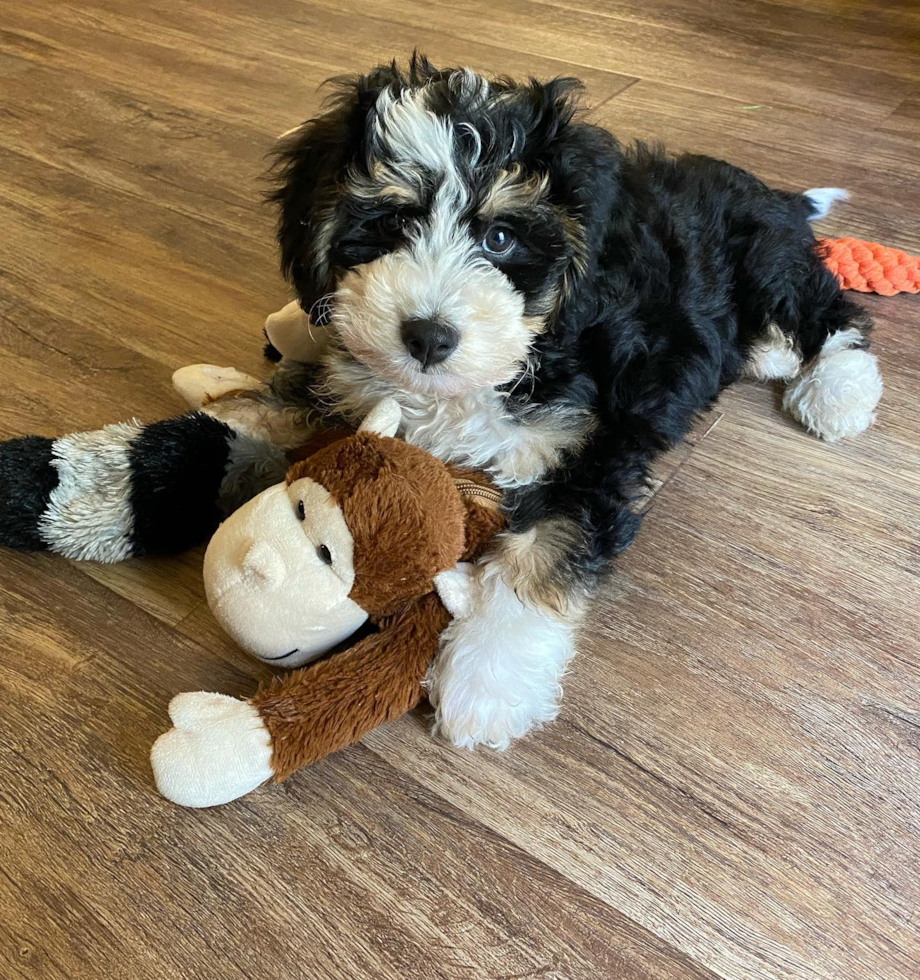 Energetic Bernadoodle Poodle Mix Pup