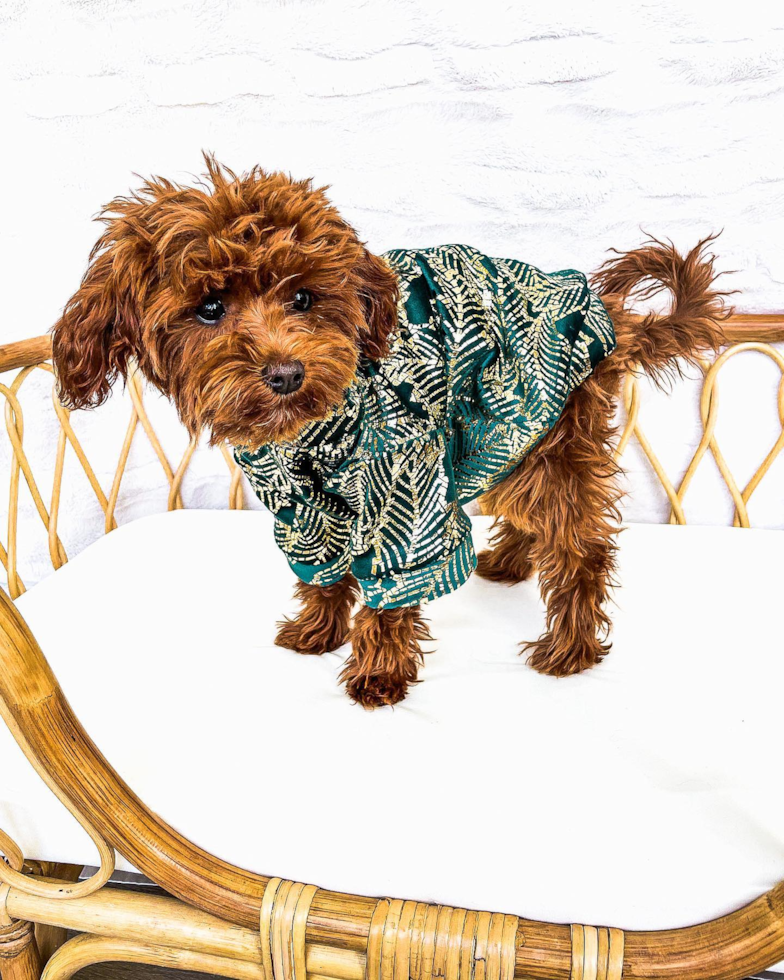 Fluffy Cavapoo Poodle Mix Pup