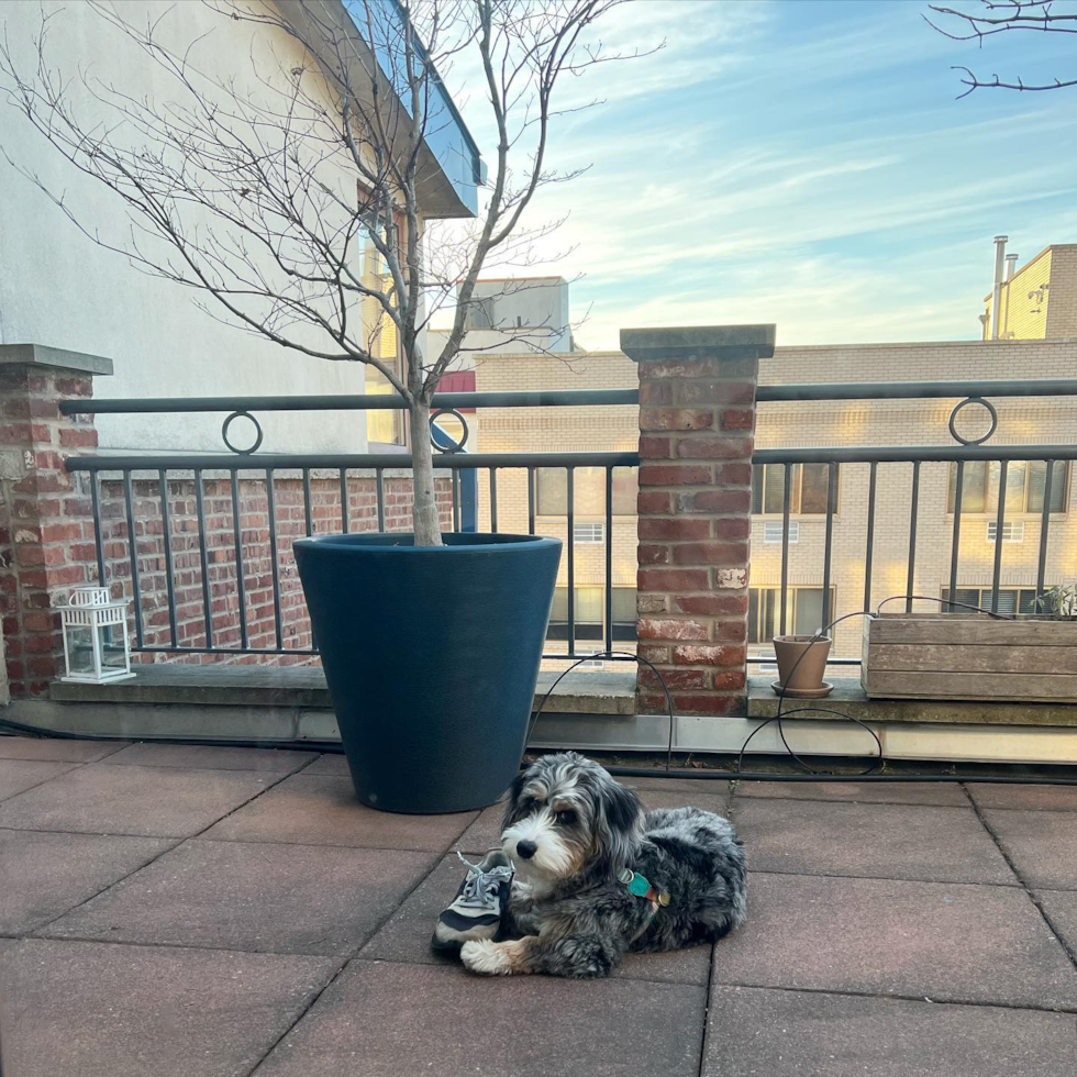 Popular Mini Bernedoodle Poodle Mix Pup