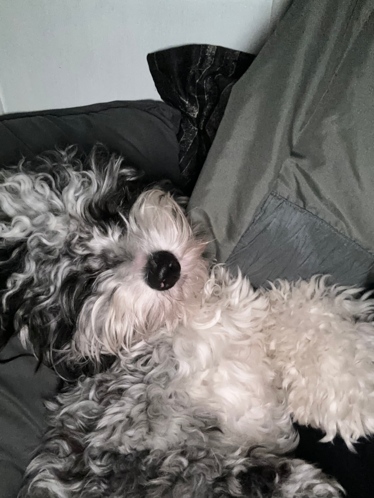 Happy Mini Sheepadoodle Pup