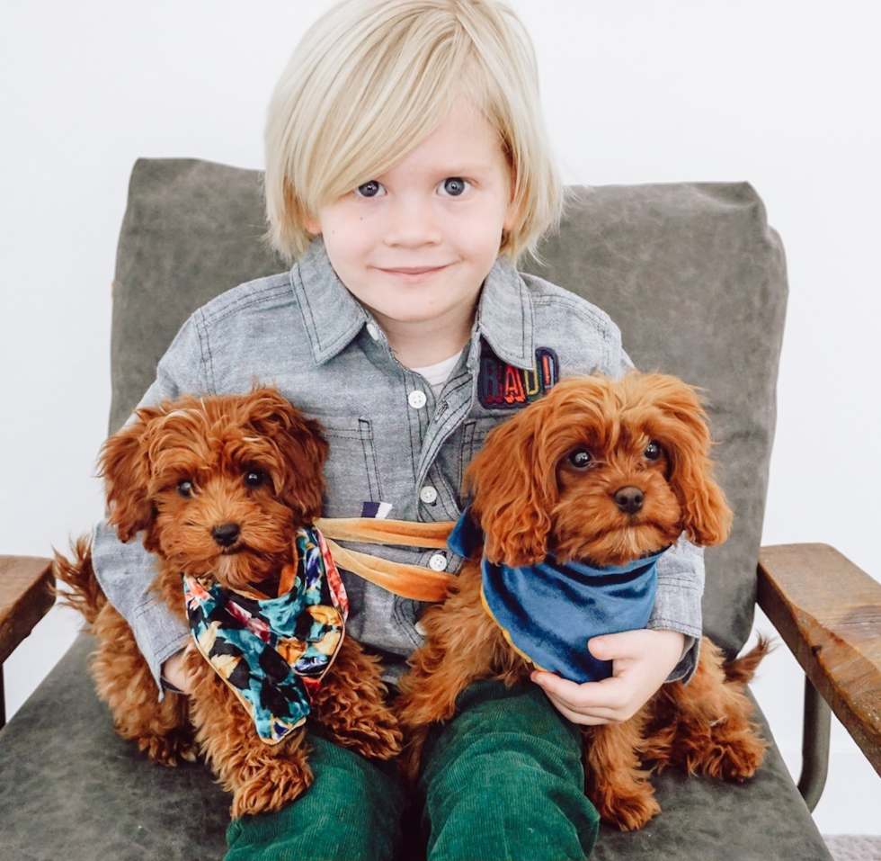 Friendly Cavapoo Pup in Ogden UT