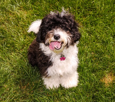 Mini Sheepadoodle Puppy for Adoption