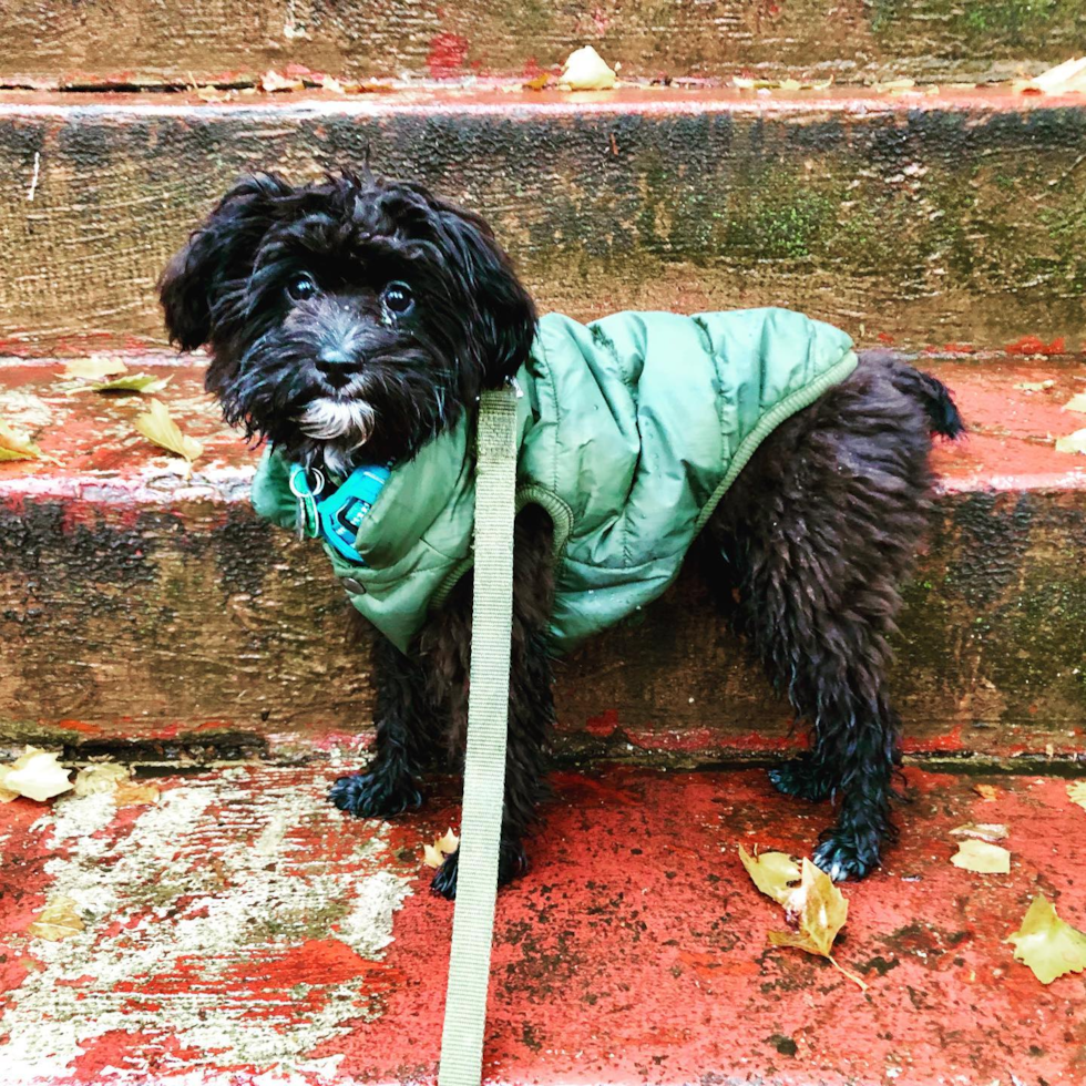 Mini Aussiedoodle Being Cute