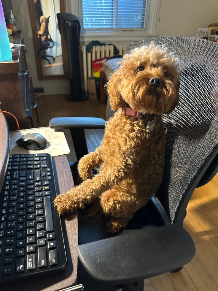 Cavapoo Being Cute