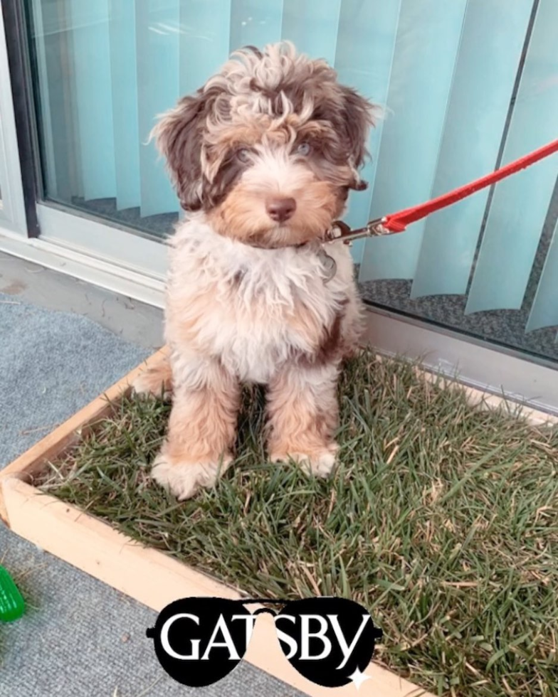 Mini Aussiedoodle Being Cute