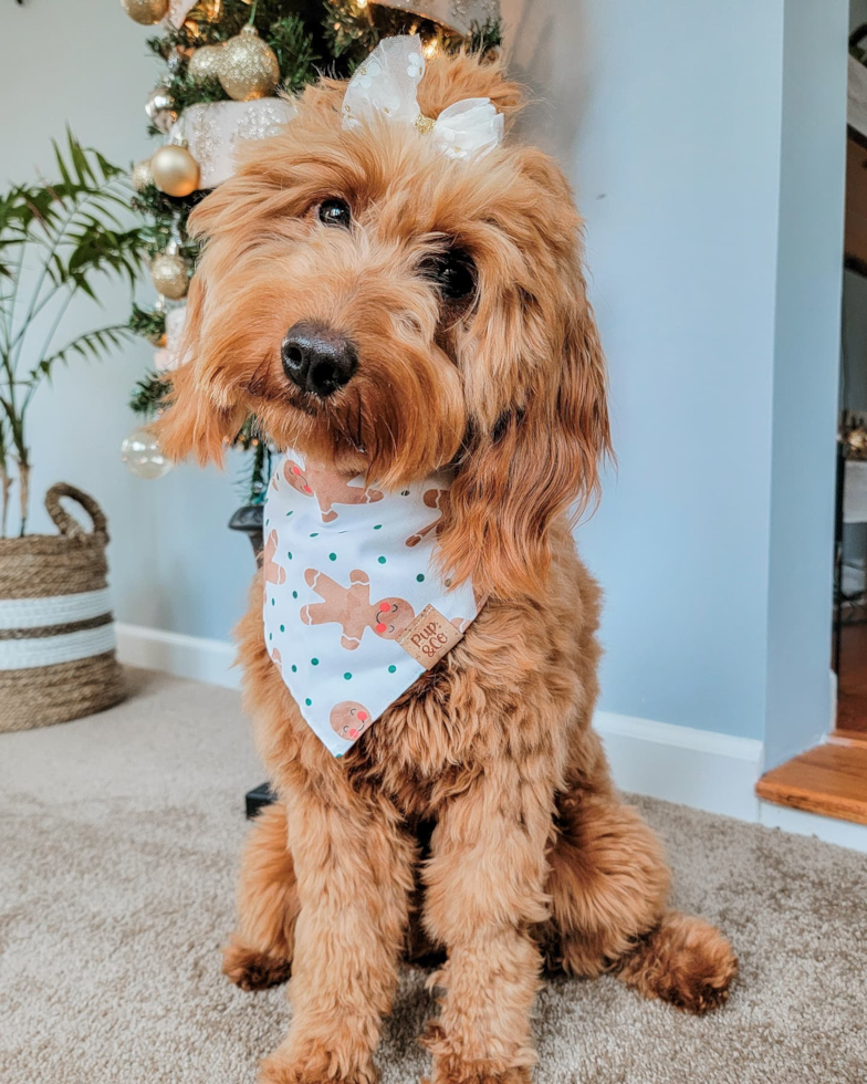 Smart Mini Goldendoodle Poodle Mix Pup