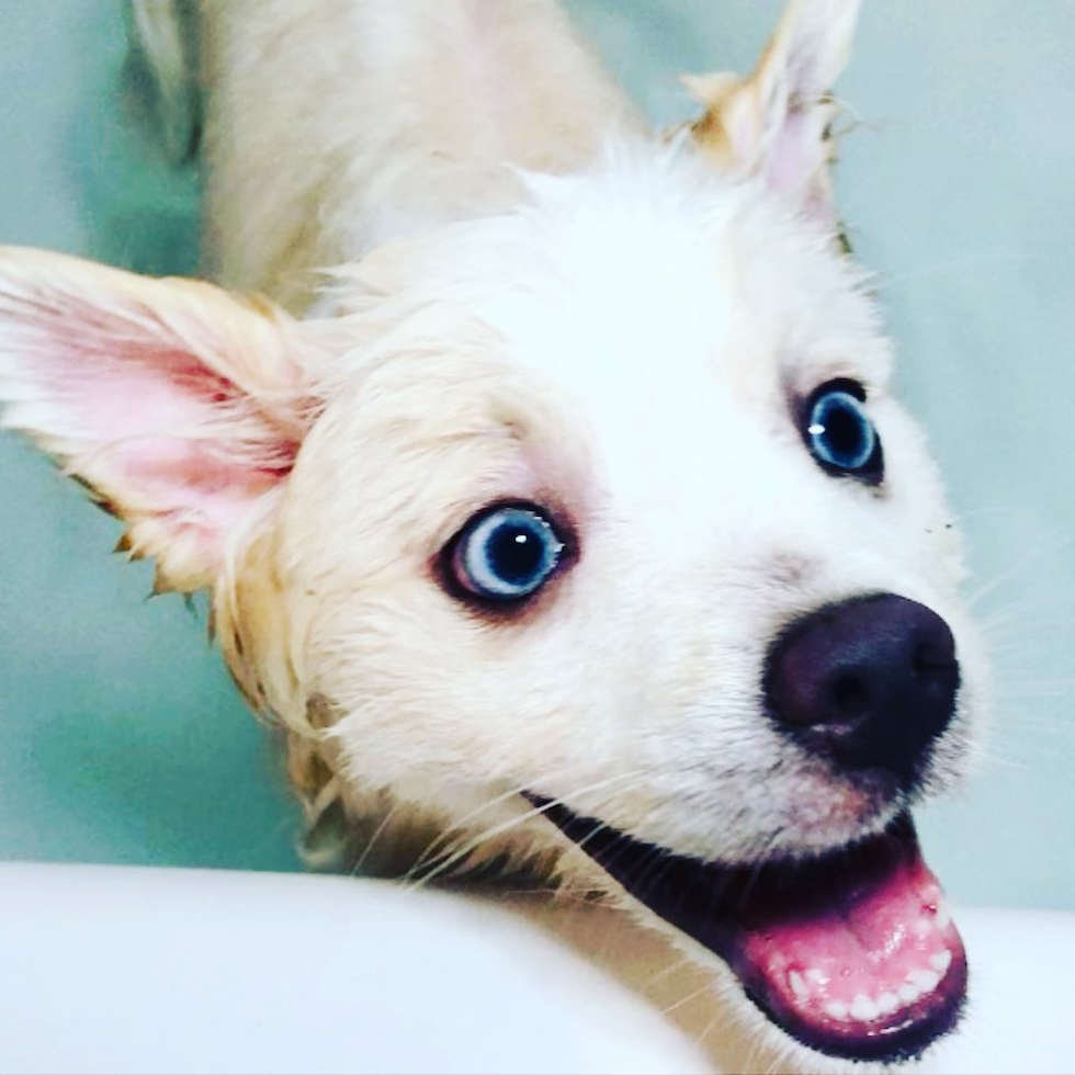 Happy Pomsky Pup