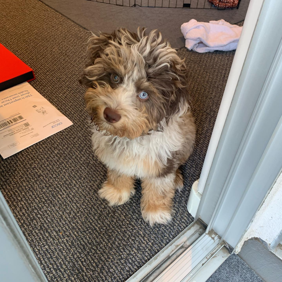 Mini Aussiedoodle Being Cute