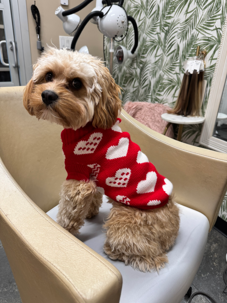 Friendly Cavapoo Pup