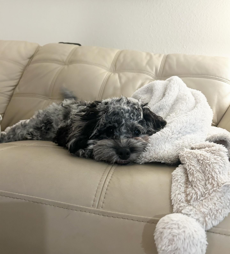 Cockapoo Pup