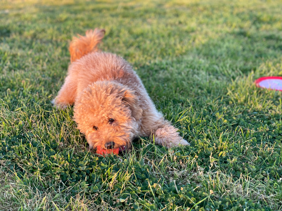 Hypoallergenic Golden Retriever Poodle Mix Pup