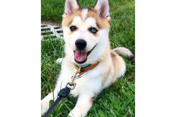 Friendly Pomsky Baby