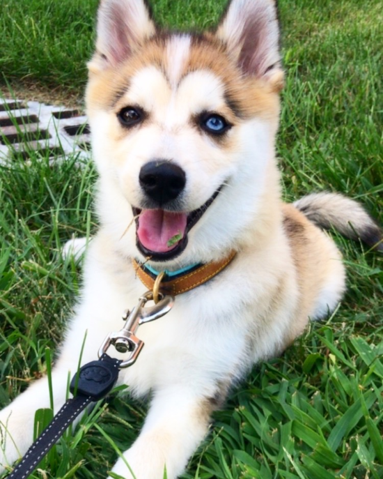 Fluffy Pomsky Designer Pup