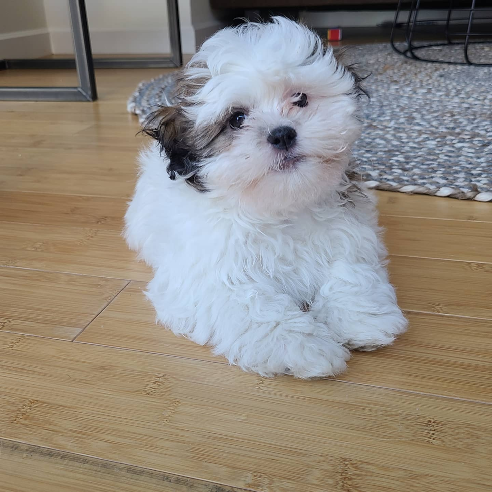 Cute Teddy Bear Pup in New York NY