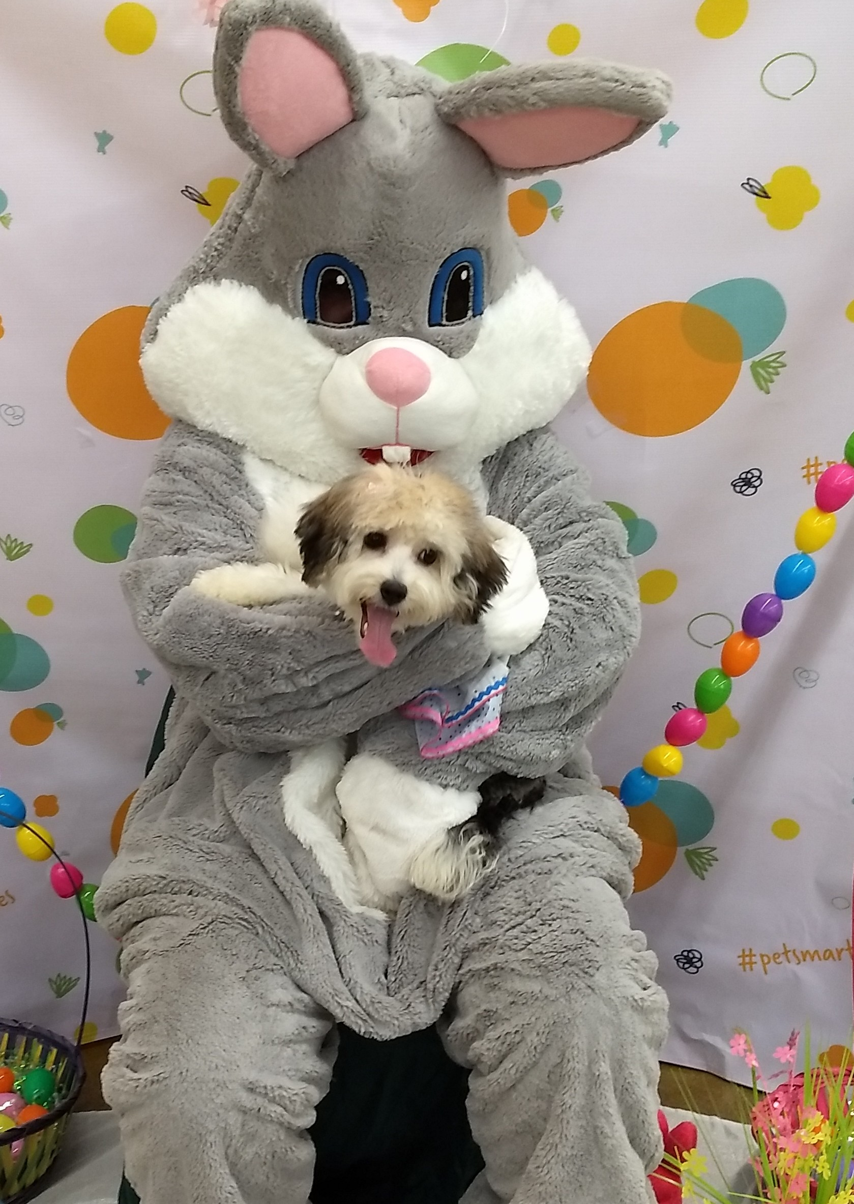 Havanese Puppy for Adoption
