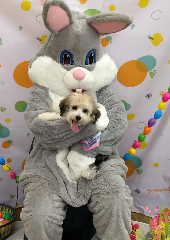 Havanese Being Cute