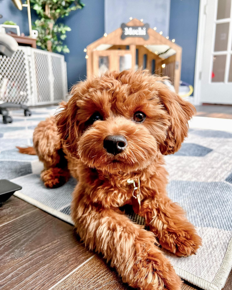 Frederick Cavapoo Pup