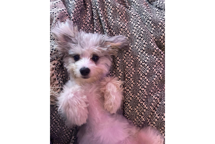 Aussiechon Pup Being Cute