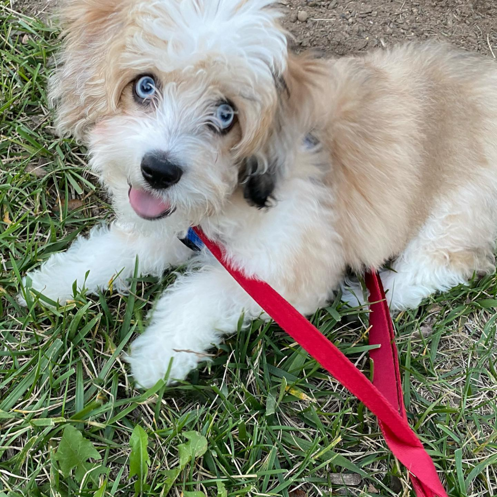 Cute Aussiechon Pup in FLORHAM PARK NJ