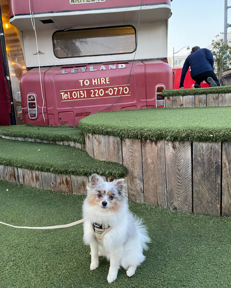 Small Pomeranian Purebred Pup