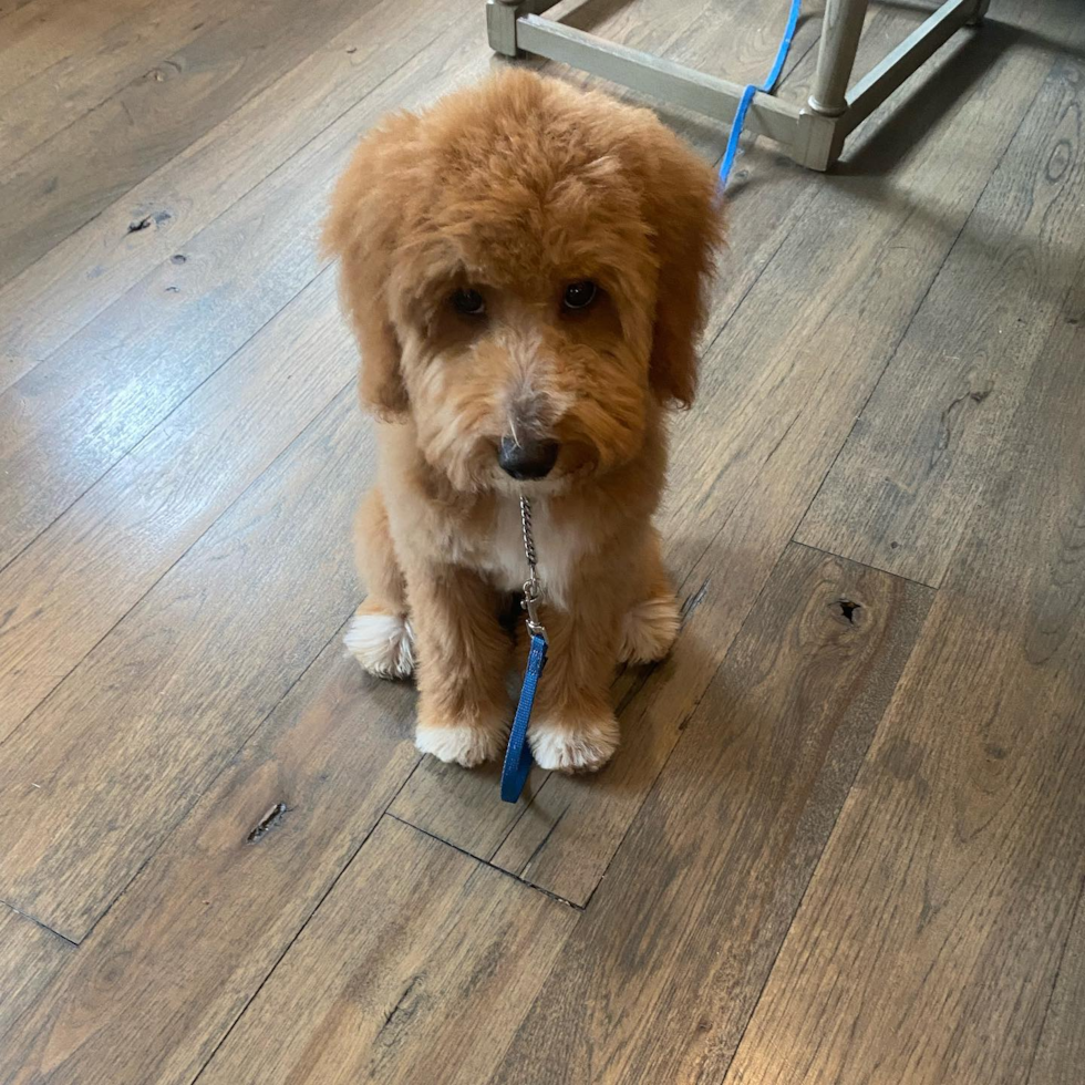 Mini Goldendoodle Being Cute