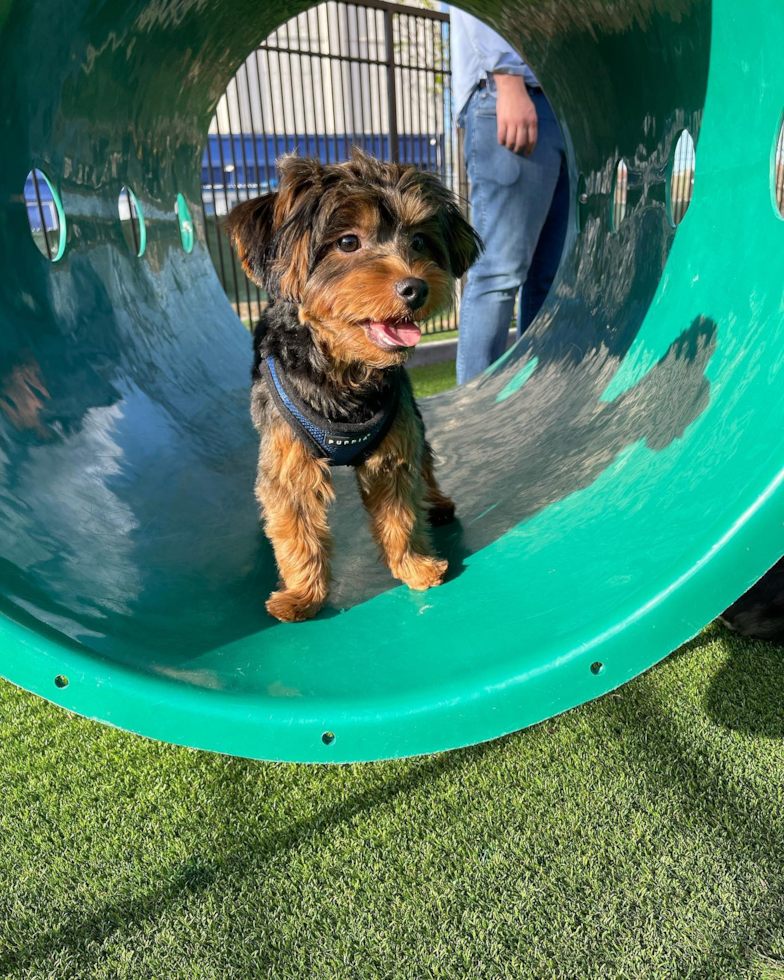 Jersey City Yorkie Poo Pup