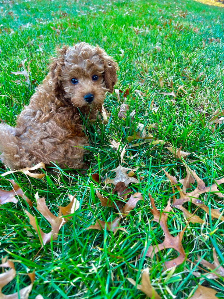 Cavapoo Being Cute