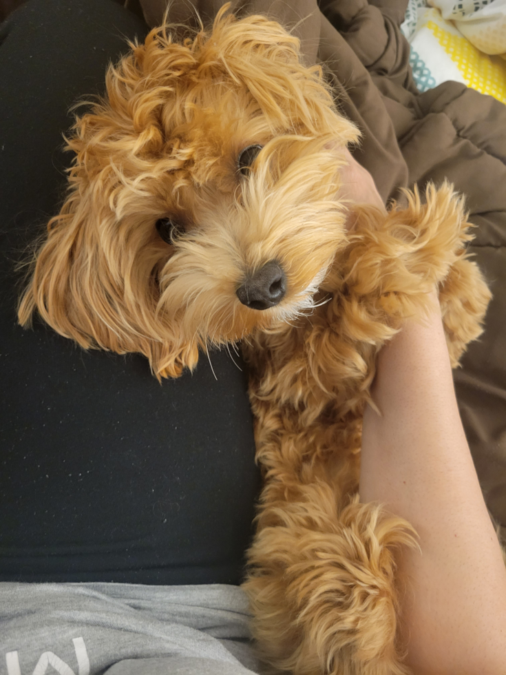 Fluffy Maltipoo Poodle Mix Pup