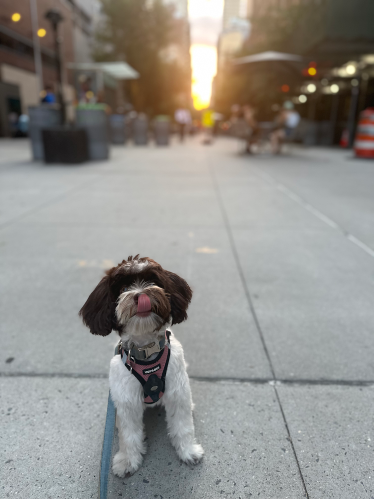 Havapoo Pup