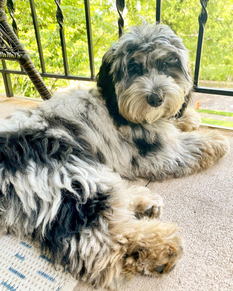 Louisville Mini Sheepadoodle Pup