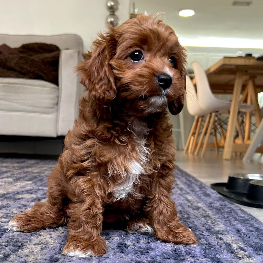 Hypoallergenic Cavoodle Poodle Mix Puppy