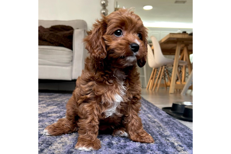 Hypoallergenic Cavoodle Poodle Mix Puppy