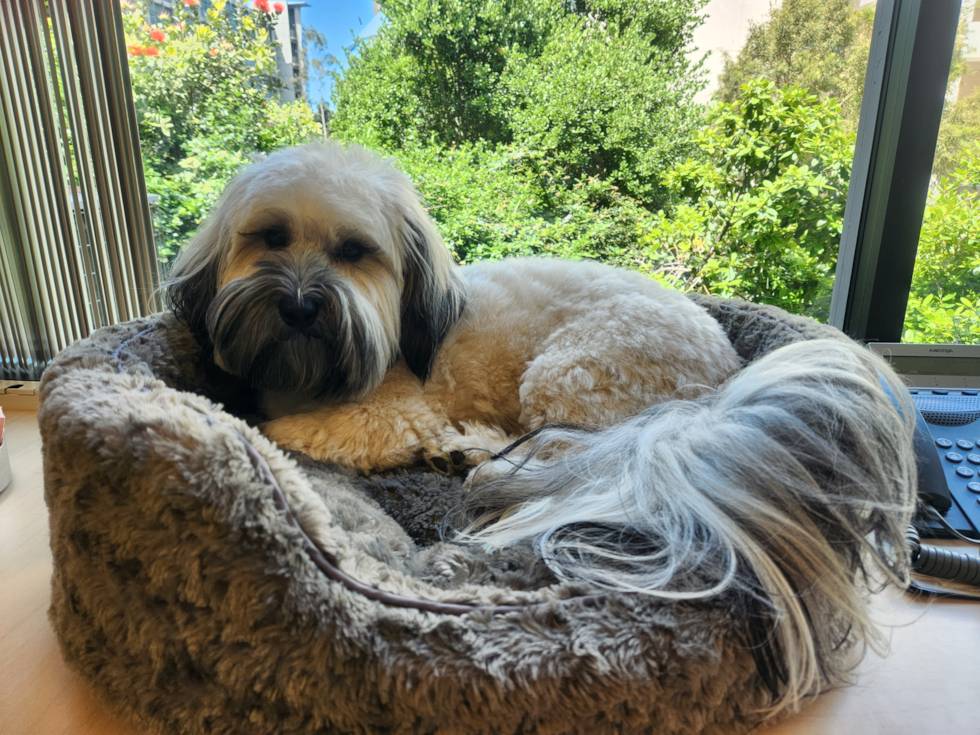 Petite Havanese Pup in