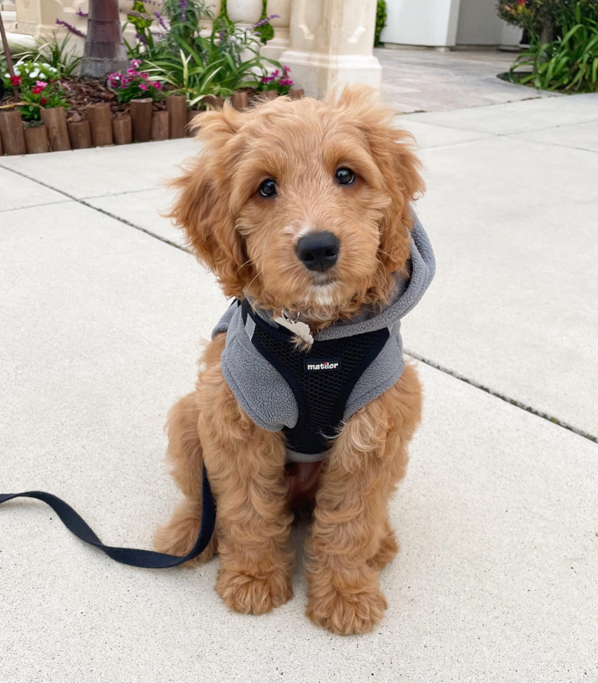 Cute Mini Goldendoodle Pup in Millbrae CA