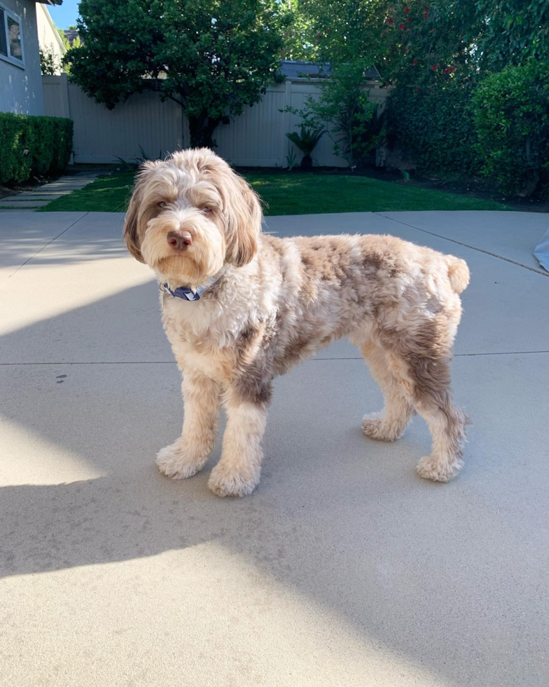 Cute Mini Aussiedoodle Pup