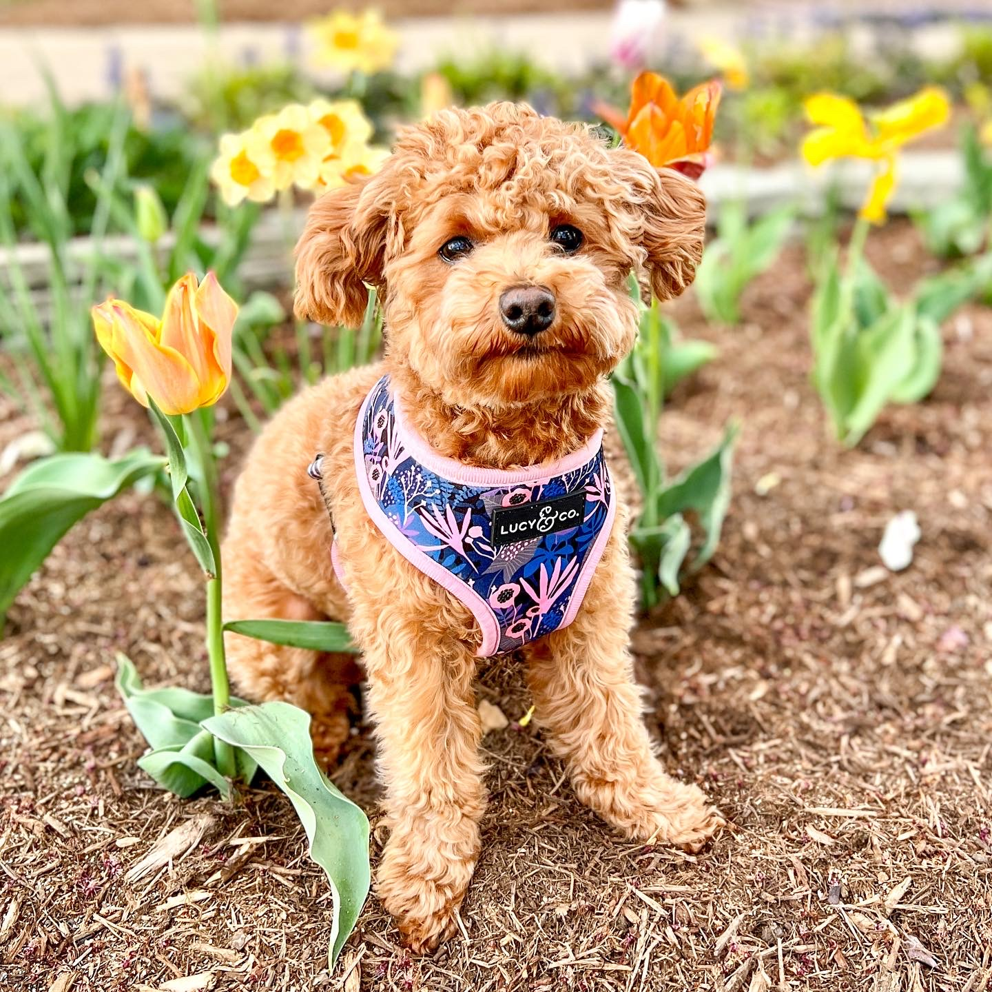 Poochon Pup Being Cute