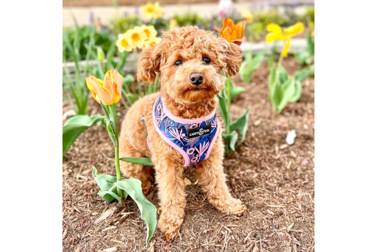 Poochon Pup Being Cute