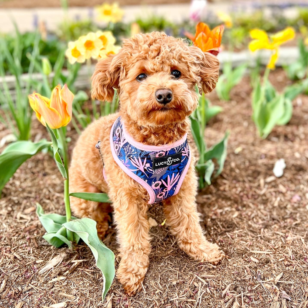 Adorable Bichpoo Poodle Mix Pup