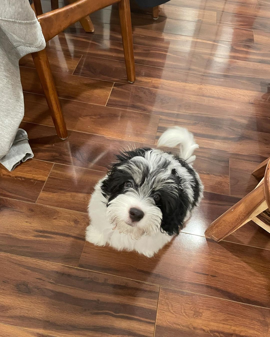 Friendly Havanese Baby